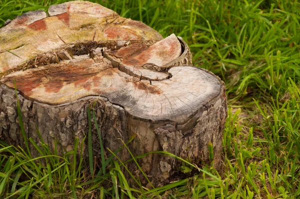 Old Stump Tree Middle Green Grass Field Copy Space — Stock Photo, Image