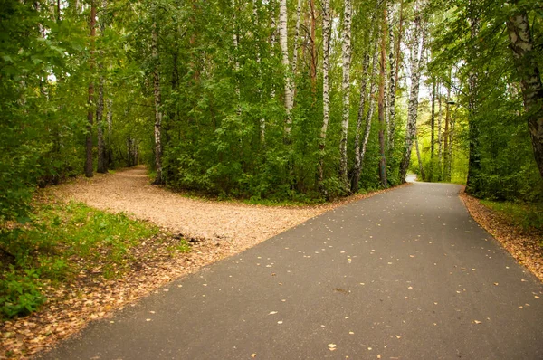 Droga Asfaltowa Lesie Jesienią — Zdjęcie stockowe