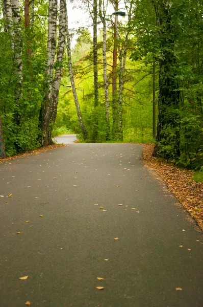 秋の森のアスファルトの道 — ストック写真