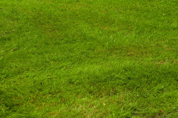 Surface Lawn Texture Mown Grass Mown Grass Lawn House — Stock Photo, Image