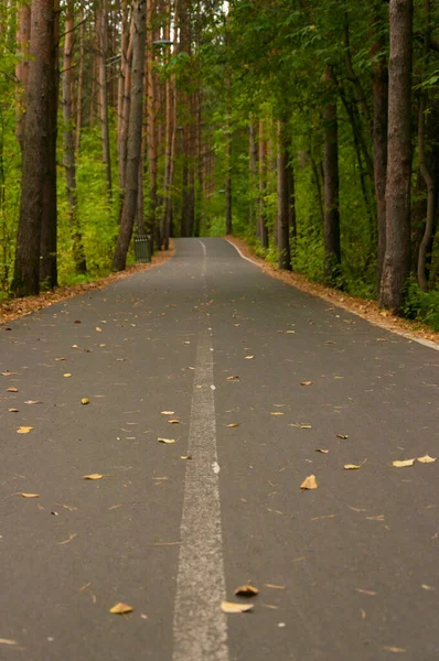 Sonbaharda Ormanda Asfalt Yol — Stok fotoğraf