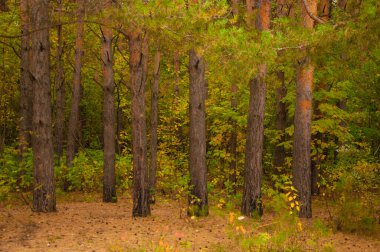 Sonbahar Orman Sahnesi Sonbahar Yaprakları Yolu