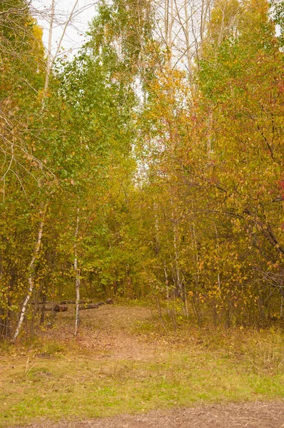 Herbstliche Waldlandschaft Mit Der Straße Der Herbstblätter — Stockfoto