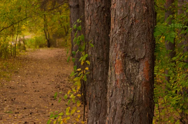 Paisaje Del Bosque Otoño Con Hojas Otoño — Foto de Stock