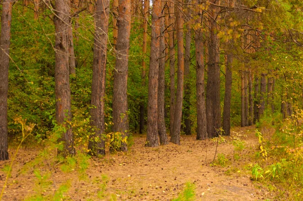 紅葉の道のある秋の森の風景 — ストック写真