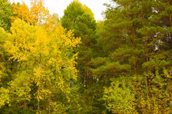 Forêt Automne Beau Paysage Rural Automne — Photo