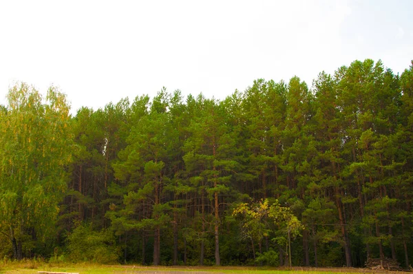 Pine Tree Forest Easy Lighten — Stock Photo, Image