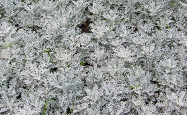 Güneşli bir günde farklı çiçeklerin yakın görüntüsü