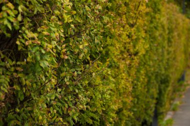 Ormanda sonbahar ağaçları olan görkemli bir manzara.. 