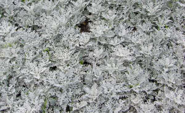 Güneşli bir günde farklı çiçeklerin yakın görüntüsü