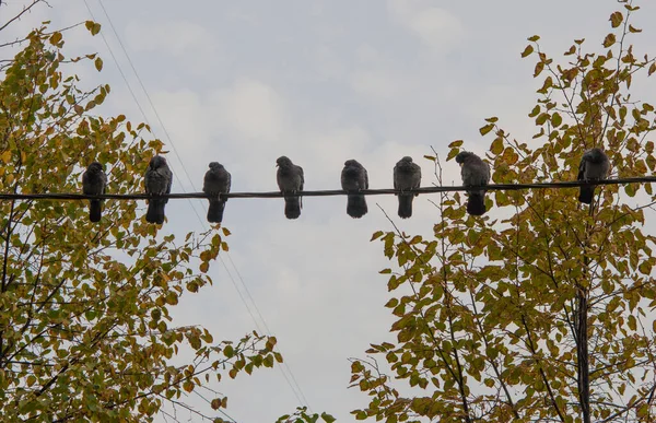 Pombo Fio Elétrico — Fotografia de Stock