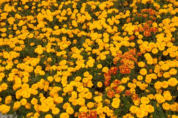 Vista Close Diferentes Flores Dia Ensolarado — Fotografia de Stock