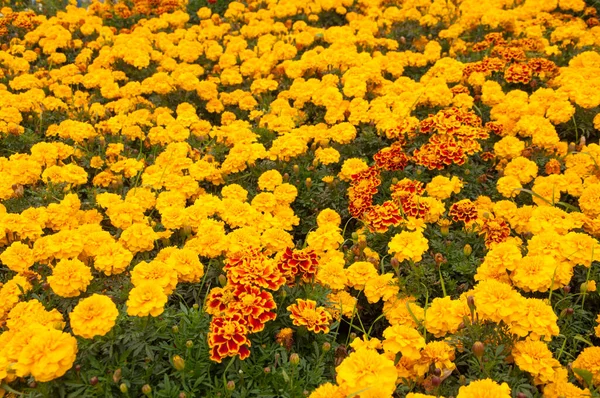 꽃들을 가까이 — 스톡 사진