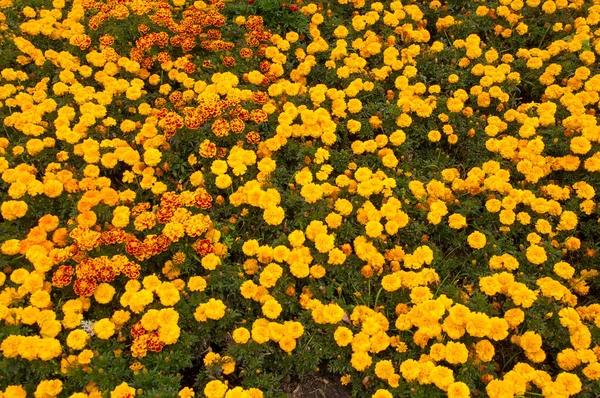 Vue Rapprochée Différentes Fleurs Dans Journée Ensoleillée — Photo