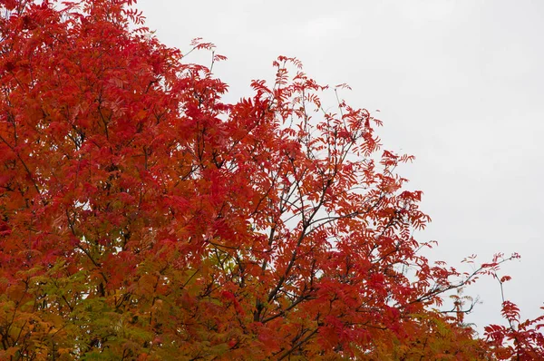 Majestic Landscape Autumn Trees Forest — Stock Photo, Image