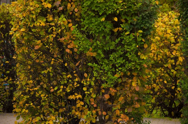 Majestosa Paisagem Com Árvores Outono Floresta — Fotografia de Stock