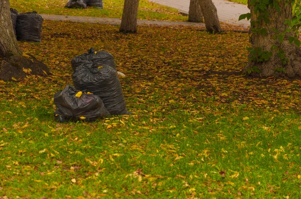 Yere saçılmış sarı yapraklı çöp torbaları. Sonbahar mevsimi, yeşillik. Temizlik servisi.