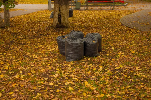 Sacs Poubelle Avec Des Feuilles Jaunes Tombées Empilées Sol Saison — Photo