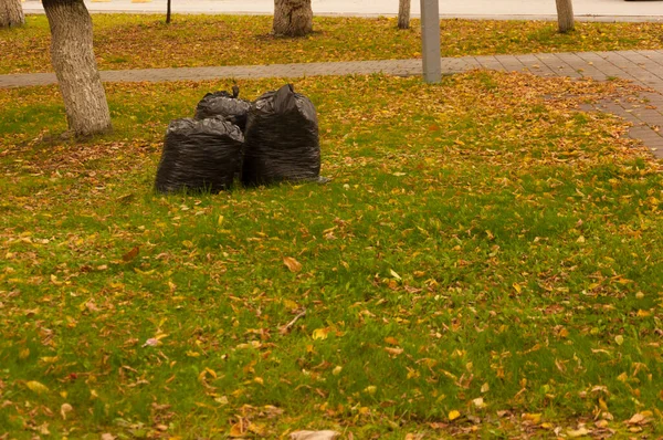 Affaldsposer Med Faldne Gule Blade Stablet Jorden Efterårssæson Løv Rengøring - Stock-foto