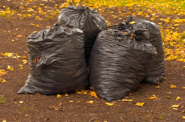 地面に黄色の葉が積もっているゴミ袋 秋の季節 清掃サービス — ストック写真