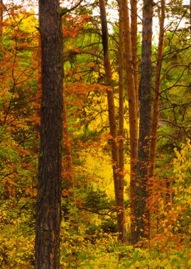 Sonbahar Orman Sahnesi Sonbahar Yaprakları Yolu