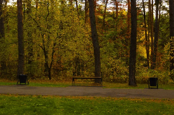 Een Houten Bankje Onder Oranje Gele Bomen — Stockfoto