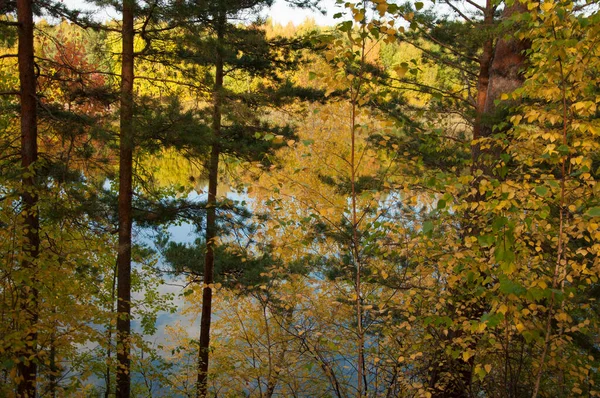 Çam Ormanından Geçen Göl — Stok fotoğraf