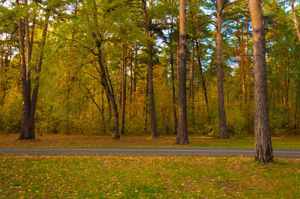 Herbstliche Waldlandschaft Mit Der Straße Der Herbstblätter — Stockfoto