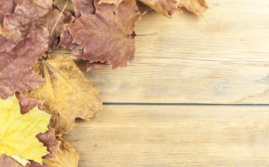 Eski tahta üzerinde kırmızı akçaağaç yaprağı yakın çekim 