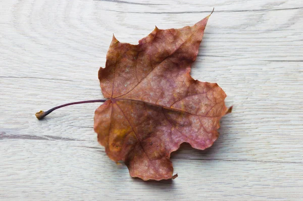 Primo Piano Foglia Acero Rosso Tavola Legno Vecchio — Foto Stock