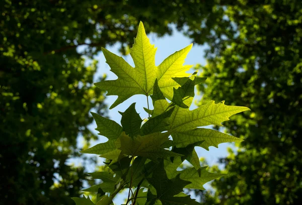 初夏的时候 在蓝天和其他树枝的映衬下 一束由一棵大的平面树发出的背光绿叶 — 图库照片