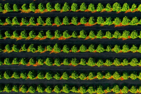 Orange Trees Plantation Pattern — Stock Photo, Image