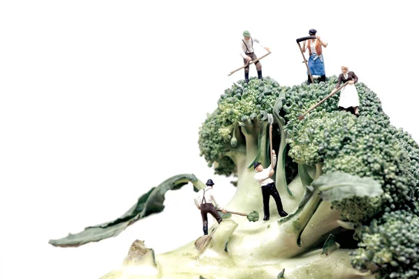 Farmers Crew Harvesting Broccoli Crowns — Stock Photo, Image