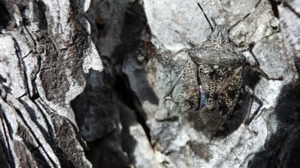 Shield Bug Rough Bark — Stock Video