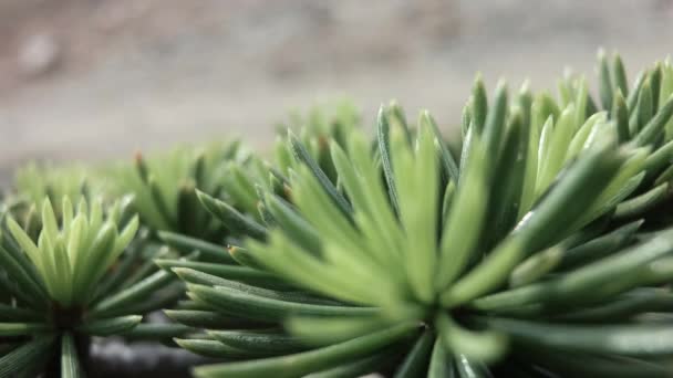 Close Cedar Branch Bright Green Needles People Walking Background — Stock Video