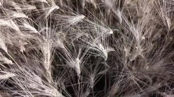 Пшеничный Фон Съёмки Крупным Планом — стоковое видео
