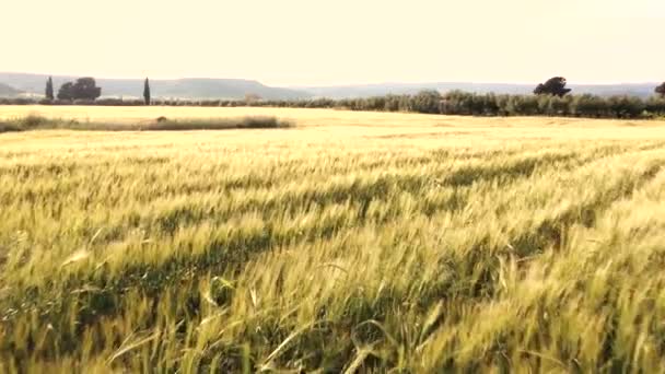 Volare Sul Campo Grano Estivo — Video Stock