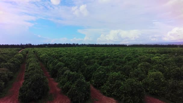 Vista Del Campo Cultivo Naranjos Vídeo Sobre Calendario — Vídeos de Stock