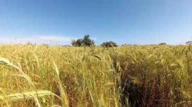 Açık bir yaz gününde buğday tarlası. Zaman aşımı