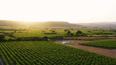 Avdimou köyü yakınlarındaki Wineyards tarlaları. Limasol İlçesi, Kıbrıs