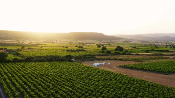 Wineyards Fields Avdimou Village Limassol District Cyprus — Stock Video