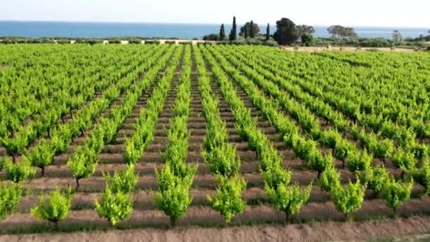 Voando Acima Das Plantações Vinha Costa Marítima Avdimou Limassol District — Vídeo de Stock