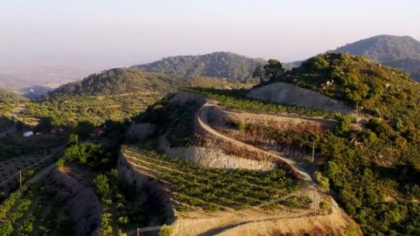 ピルゴス村の丘の上のブドウ畑のプランテーション キプロスのLimassol地区 — ストック動画