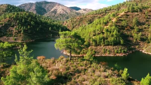 Volando Alrededor Árbol Lago — Vídeo de stock