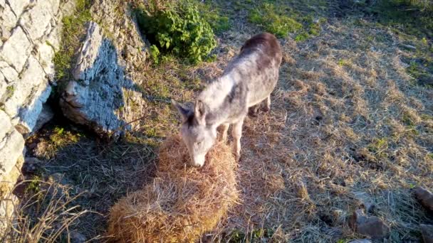 Esel Frisst Gras Stall — Stockvideo