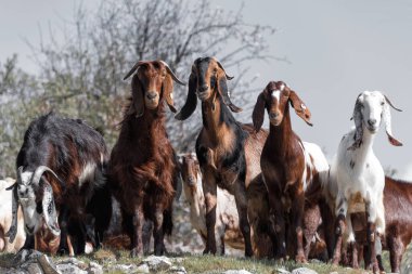 Kıbrıs 'ın kırsal kesiminde keçi sürüsü