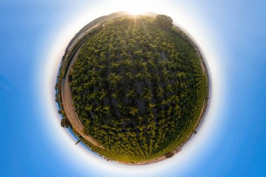 Kıbrıs 'ın Avdimou kentindeki küçük üzüm bağları gezegeni