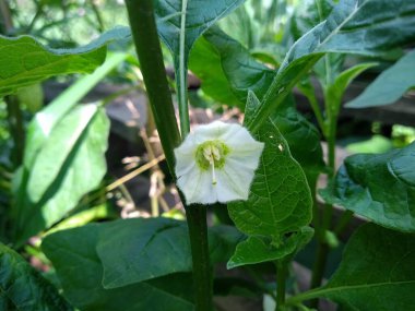 Bahçemdeki bu çiçekler ve meyveler doğanın harikalarıdır.!