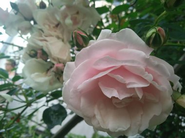 Bahçemdeki bu çiçekler ve meyveler doğanın harikalarıdır.!