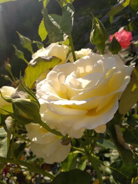 Bahçemdeki bu çiçekler ve meyveler doğanın harikalarıdır.!
